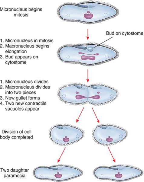 Mitosis