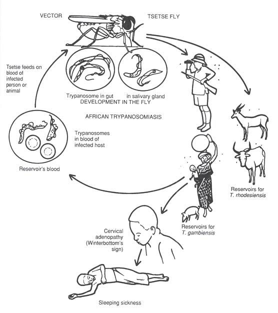 Trypanosome Life Cycle