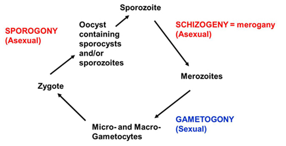 Gen Apicomplexan Life Cycle