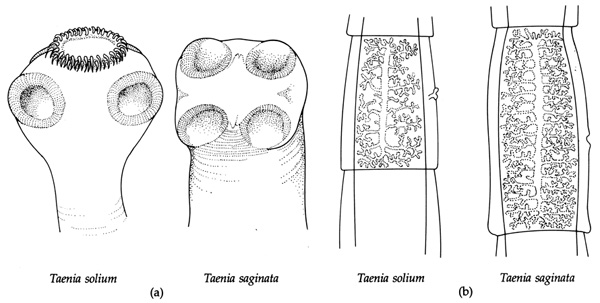 Untitled Document [www.drchurchbiology.com]