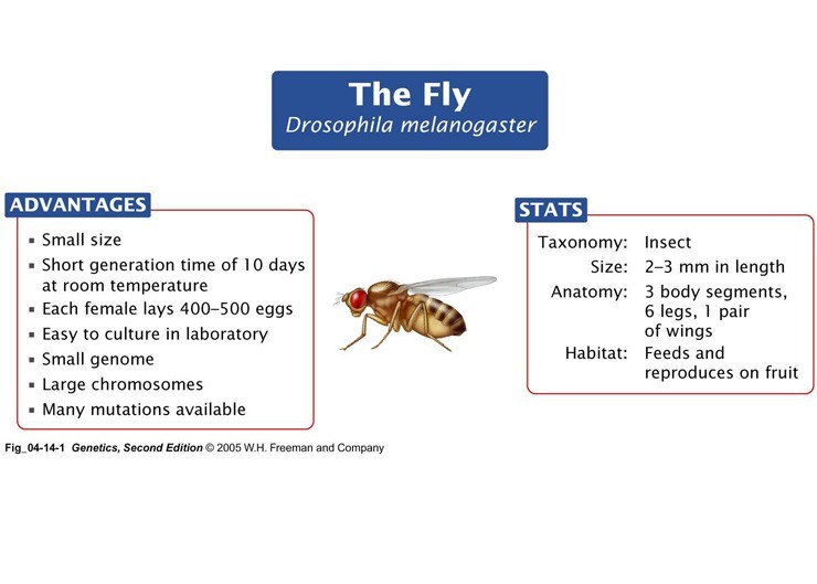 Drosophila
