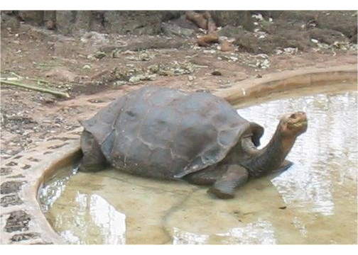 Geochelone elephantophus abingdoni